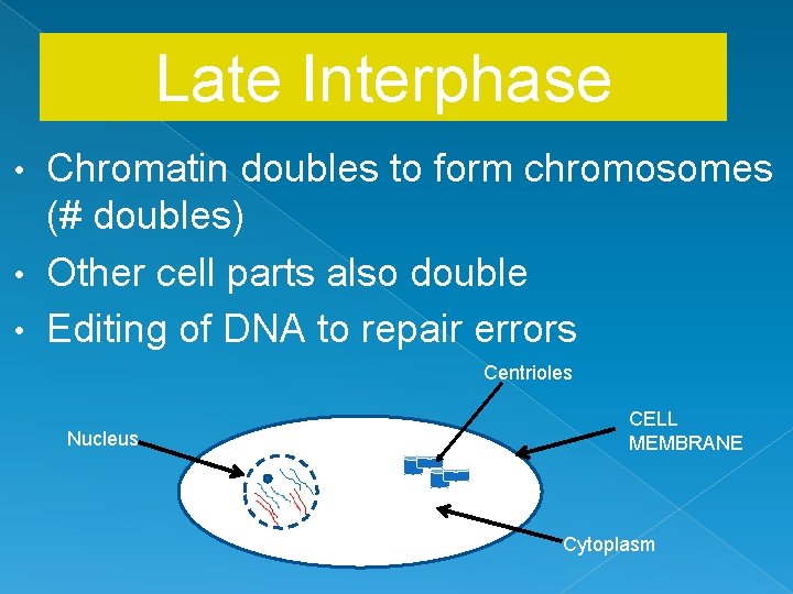 Late Interphase Chromatin doubles to form chromosomes (# doubles) • Other cell parts also