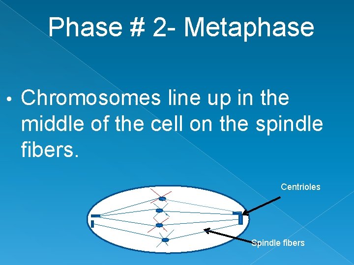 Phase # 2 - Metaphase • Chromosomes line up in the middle of the