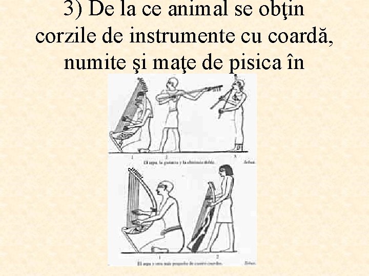 3) De la ce animal se obţin corzile de instrumente cu coardă, numite şi