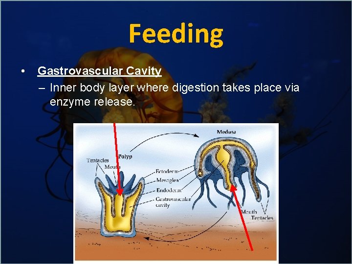 Feeding • Gastrovascular Cavity – Inner body layer where digestion takes place via enzyme