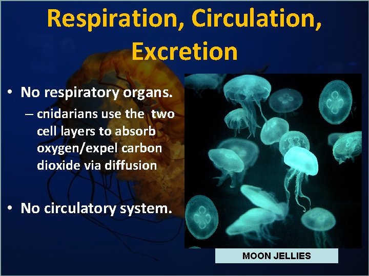 Respiration, Circulation, Excretion • No respiratory organs. – cnidarians use the two cell layers