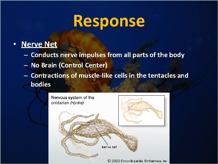 Response • Nerve Net – Conducts nerve impulses from all parts of the body