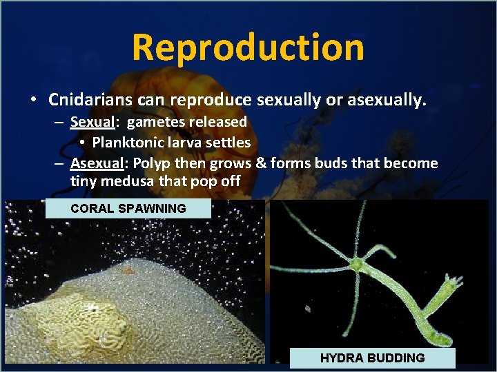 Reproduction • Cnidarians can reproduce sexually or asexually. – Sexual: gametes released • Planktonic