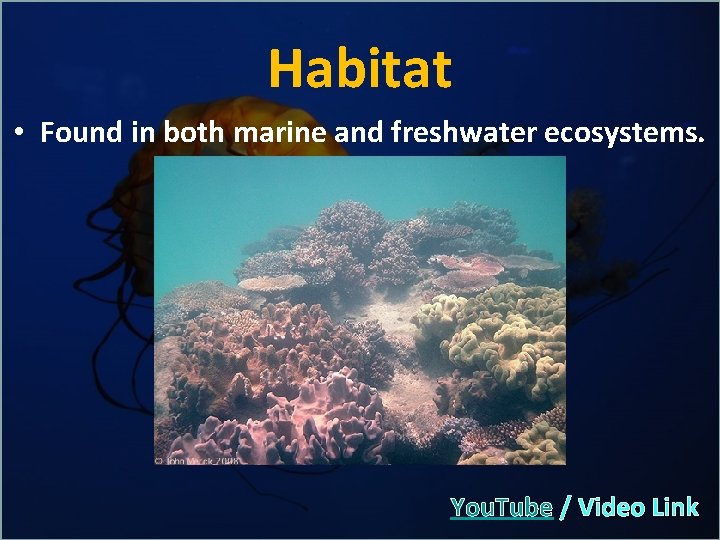 Habitat • Found in both marine and freshwater ecosystems. You. Tube / Video Link