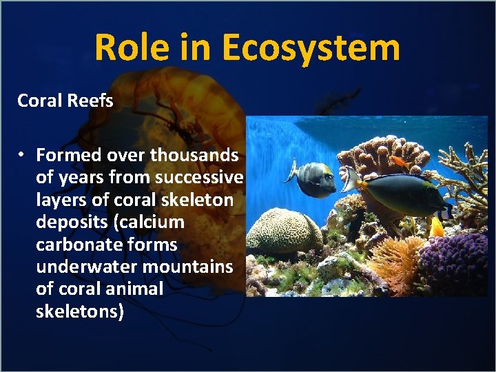 Role in Ecosystem Coral Reefs • Formed over thousands of years from successive layers