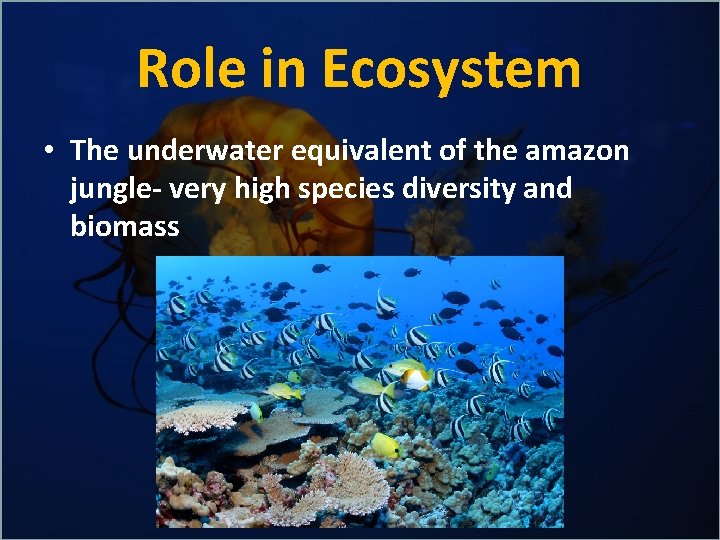 Role in Ecosystem • The underwater equivalent of the amazon jungle- very high species