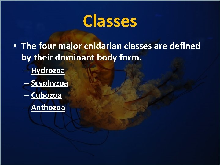 Classes • The four major cnidarian classes are defined by their dominant body form.