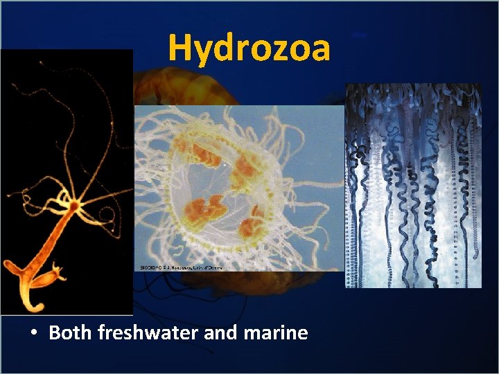 Hydrozoa • Both freshwater and marine 