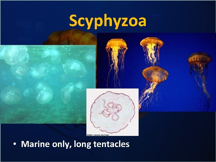 Scyphyzoa • Marine only, long tentacles 