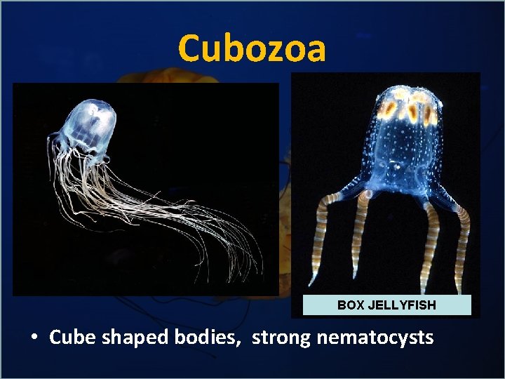 Cubozoa BOX JELLYFISH • Cube shaped bodies, strong nematocysts 