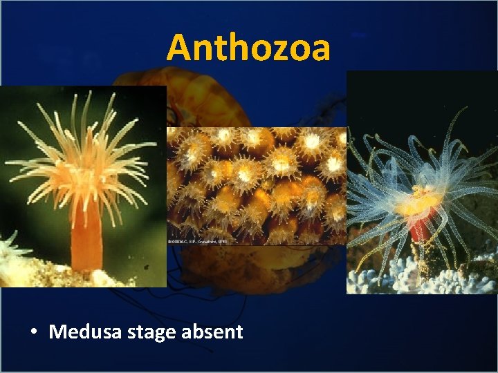 Anthozoa • Medusa stage absent 