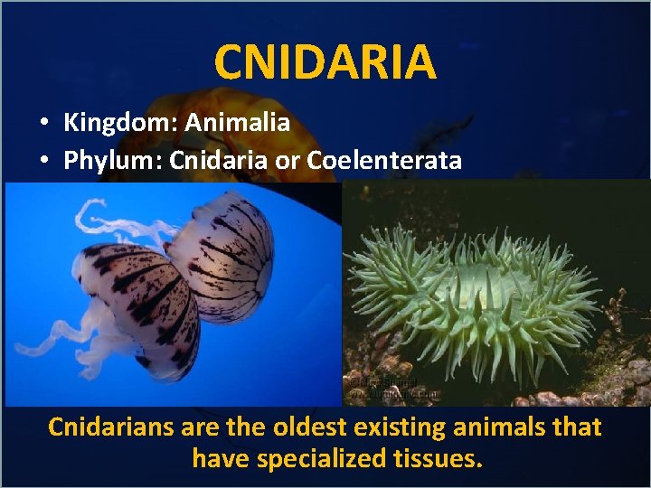 CNIDARIA • Kingdom: Animalia • Phylum: Cnidaria or Coelenterata Cnidarians are the oldest existing