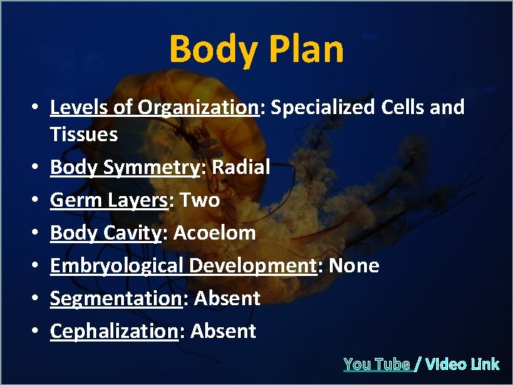 Body Plan • Levels of Organization: Specialized Cells and Tissues • Body Symmetry: Radial