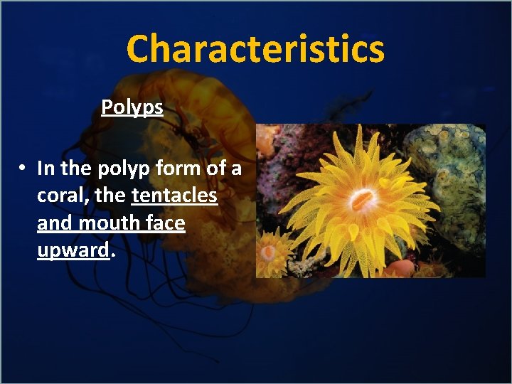 Characteristics Polyps • In the polyp form of a coral, the tentacles and mouth
