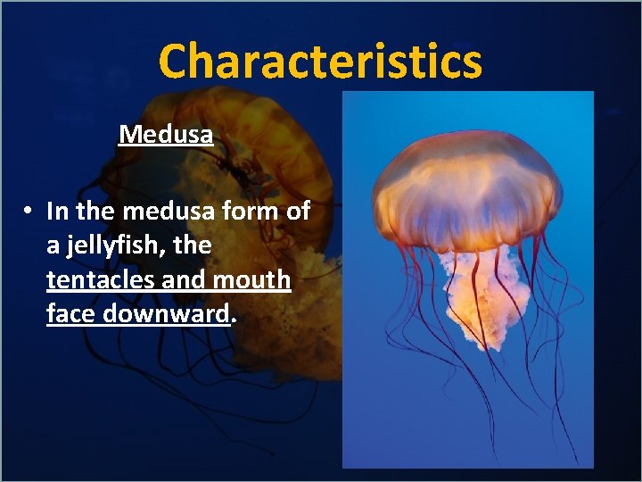 Characteristics Medusa • In the medusa form of a jellyfish, the tentacles and mouth