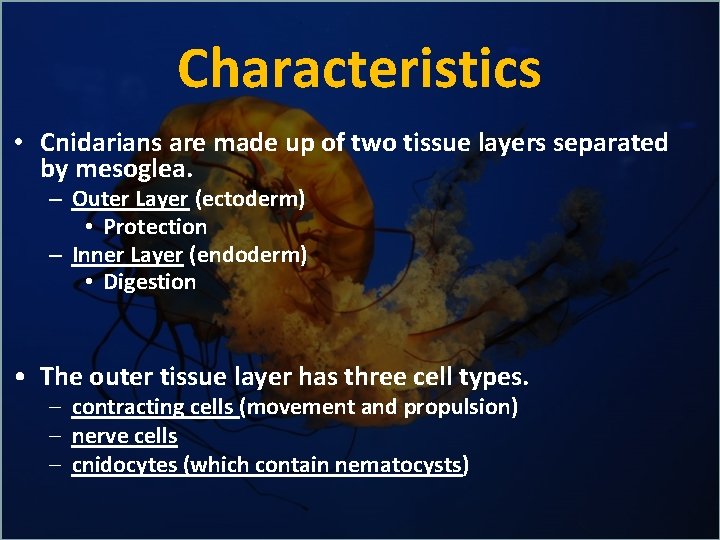 Characteristics • Cnidarians are made up of two tissue layers separated by mesoglea. –