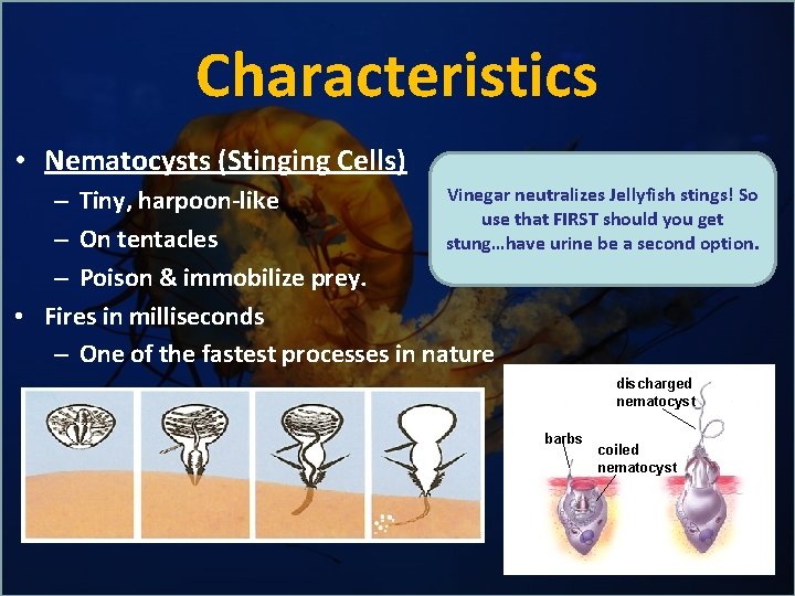 Characteristics • Nematocysts (Stinging Cells) Vinegar neutralizes Jellyfish stings! So – Tiny, harpoon-like use