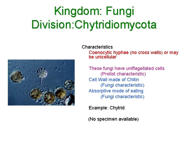 Kingdom: Fungi Division: Chytridiomycota Characteristics Coenocytic hyphae (no cross walls) or may be unicellular Kingdom: Fungi Division: Chytridiomycota Characteristics Coenocytic hyphae (no cross walls) or may be unicellular