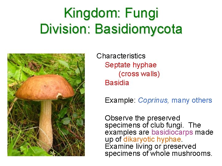 Kingdom: Fungi Division: Basidiomycota Characteristics Septate hyphae (cross walls) Basidia Example: Coprinus, many others Kingdom: Fungi Division: Basidiomycota Characteristics Septate hyphae (cross walls) Basidia Example: Coprinus, many others