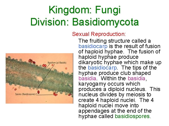 Kingdom: Fungi Division: Basidiomycota Sexual Reproduction: The fruiting structure called a basidiocarp is the Kingdom: Fungi Division: Basidiomycota Sexual Reproduction: The fruiting structure called a basidiocarp is the