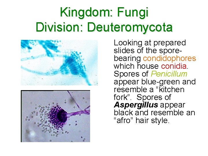 Kingdom: Fungi Division: Deuteromycota Looking at prepared slides of the sporebearing condidophores which house Kingdom: Fungi Division: Deuteromycota Looking at prepared slides of the sporebearing condidophores which house