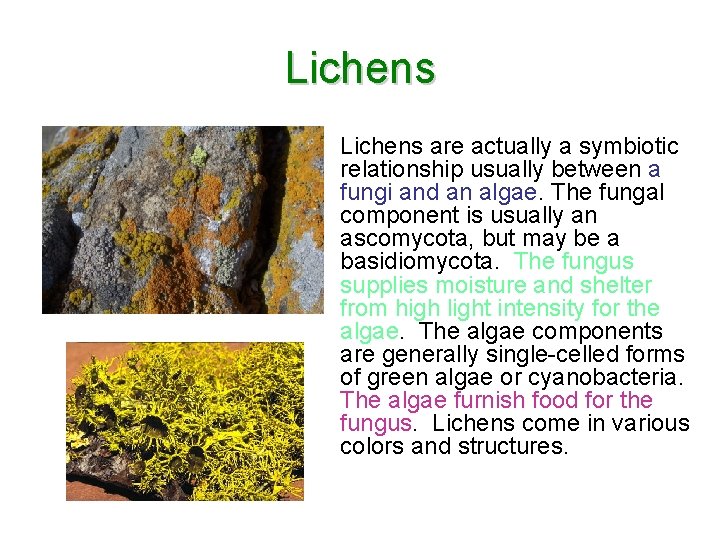 Lichens are actually a symbiotic relationship usually between a fungi and an algae. The Lichens are actually a symbiotic relationship usually between a fungi and an algae. The