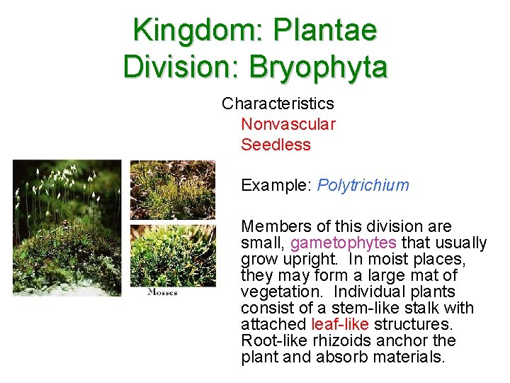 Kingdom: Plantae Division: Bryophyta Characteristics Nonvascular Seedless Example: Polytrichium Members of this division are Kingdom: Plantae Division: Bryophyta Characteristics Nonvascular Seedless Example: Polytrichium Members of this division are