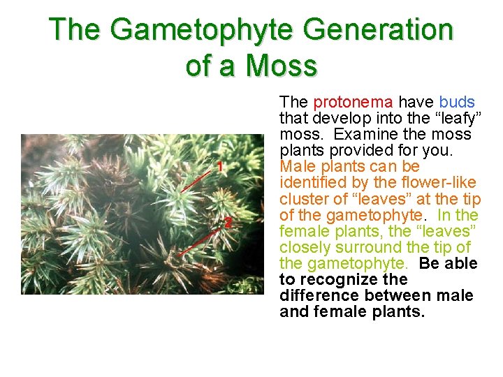 The Gametophyte Generation of a Moss The protonema have buds that develop into the The Gametophyte Generation of a Moss The protonema have buds that develop into the
