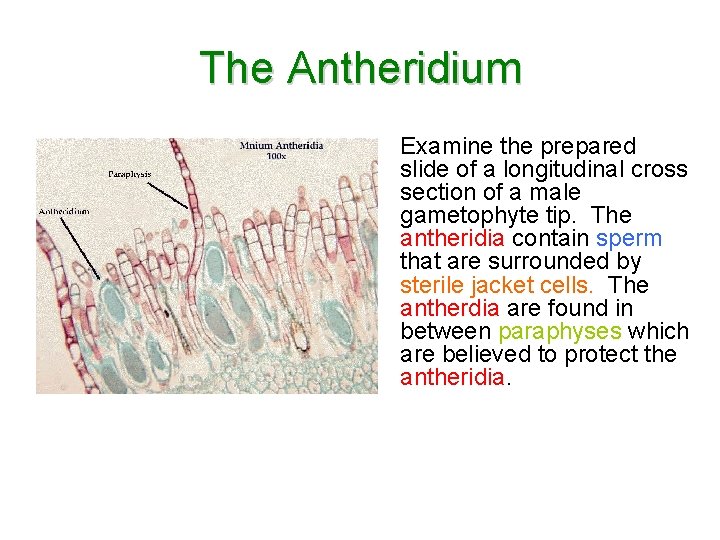 The Antheridium Examine the prepared slide of a longitudinal cross section of a male The Antheridium Examine the prepared slide of a longitudinal cross section of a male
