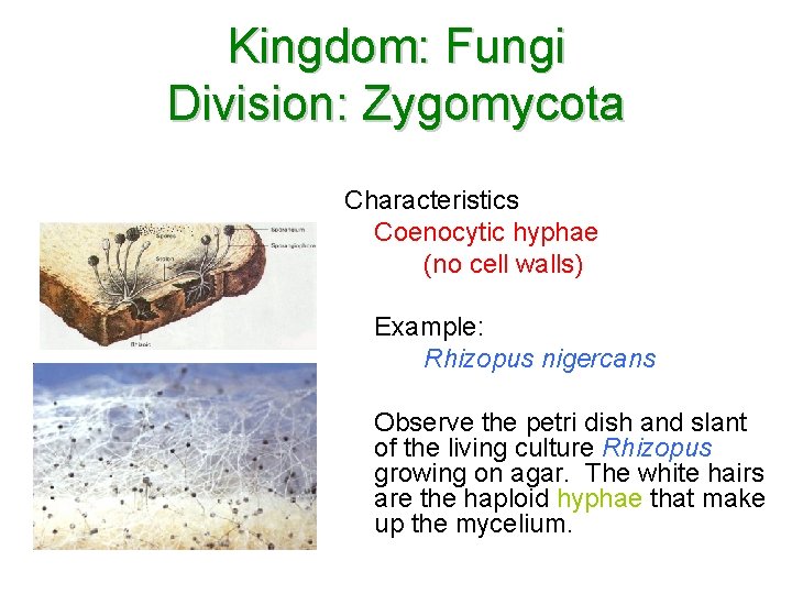 Kingdom: Fungi Division: Zygomycota Characteristics Coenocytic hyphae (no cell walls) Example: Rhizopus nigercans Observe Kingdom: Fungi Division: Zygomycota Characteristics Coenocytic hyphae (no cell walls) Example: Rhizopus nigercans Observe