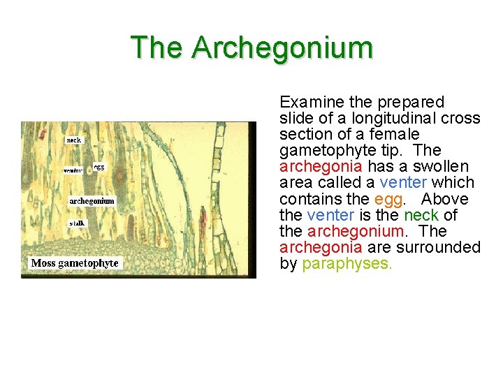The Archegonium Examine the prepared slide of a longitudinal cross section of a female The Archegonium Examine the prepared slide of a longitudinal cross section of a female
