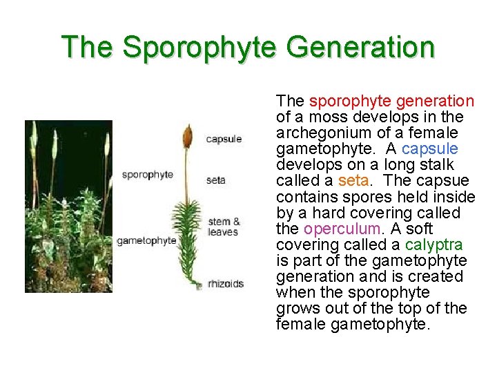 The Sporophyte Generation The sporophyte generation of a moss develops in the archegonium of The Sporophyte Generation The sporophyte generation of a moss develops in the archegonium of