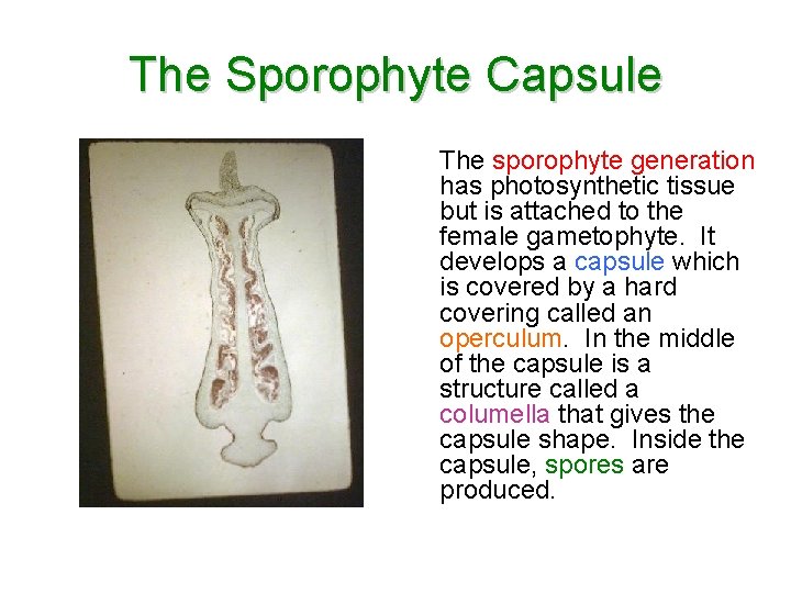 The Sporophyte Capsule The sporophyte generation has photosynthetic tissue but is attached to the The Sporophyte Capsule The sporophyte generation has photosynthetic tissue but is attached to the