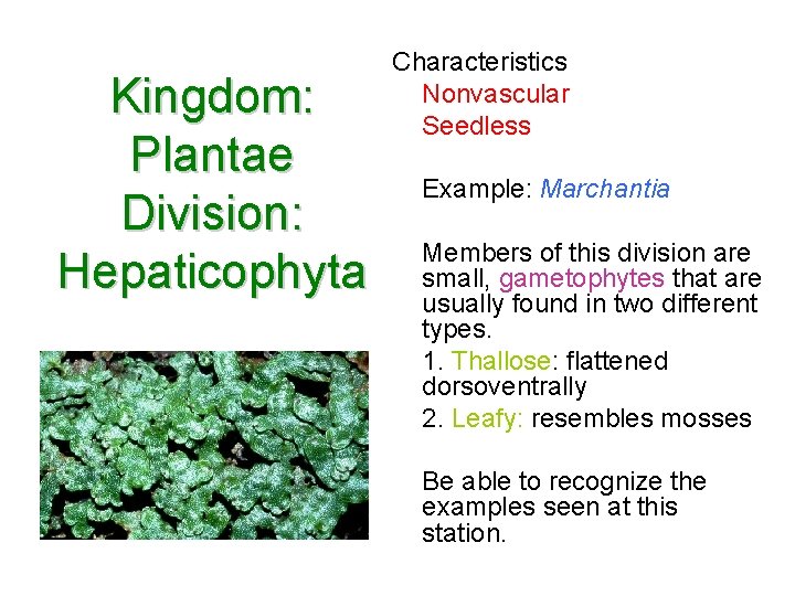 Kingdom: Plantae Division: Hepaticophyta Characteristics Nonvascular Seedless Example: Marchantia Members of this division are Kingdom: Plantae Division: Hepaticophyta Characteristics Nonvascular Seedless Example: Marchantia Members of this division are
