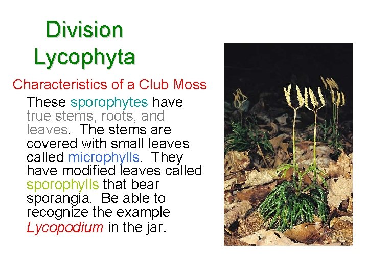 Division Lycophyta Characteristics of a Club Moss These sporophytes have true stems, roots, and Division Lycophyta Characteristics of a Club Moss These sporophytes have true stems, roots, and
