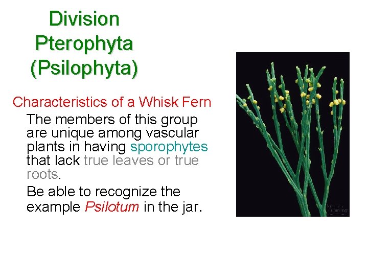 Division Pterophyta (Psilophyta) Characteristics of a Whisk Fern The members of this group are Division Pterophyta (Psilophyta) Characteristics of a Whisk Fern The members of this group are