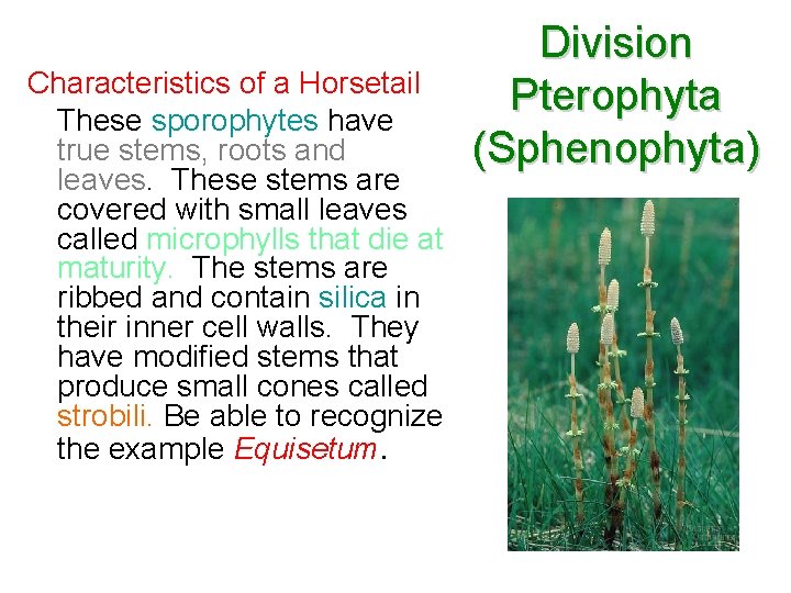 Characteristics of a Horsetail These sporophytes have true stems, roots and leaves. These stems Characteristics of a Horsetail These sporophytes have true stems, roots and leaves. These stems