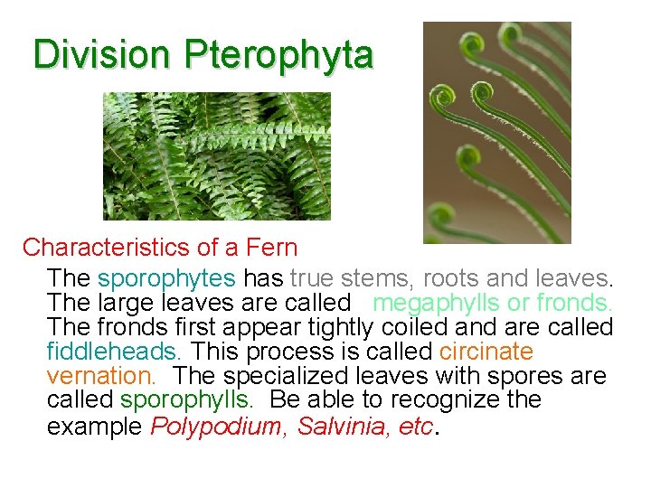Division Pterophyta Characteristics of a Fern The sporophytes has true stems, roots and leaves. Division Pterophyta Characteristics of a Fern The sporophytes has true stems, roots and leaves.