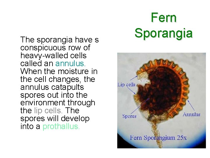 The sporangia have s conspicuous row of heavy-walled cells called an annulus. When the The sporangia have s conspicuous row of heavy-walled cells called an annulus. When the