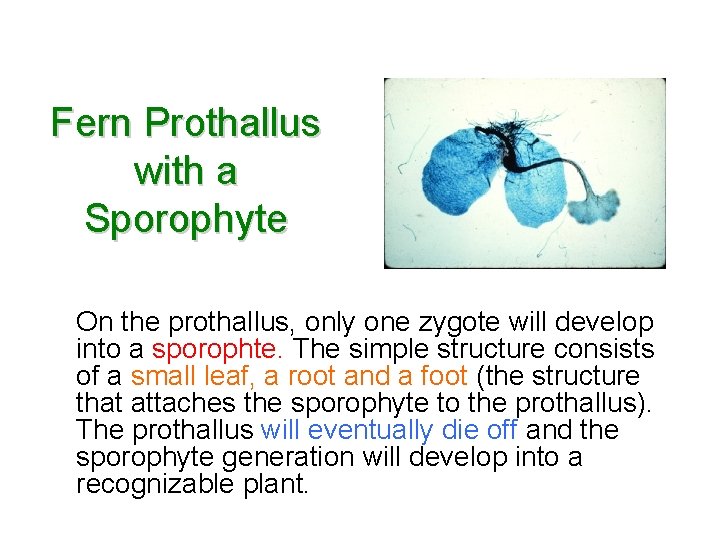 Fern Prothallus with a Sporophyte On the prothallus, only one zygote will develop into Fern Prothallus with a Sporophyte On the prothallus, only one zygote will develop into