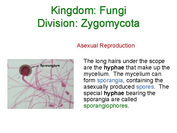 Kingdom: Fungi Division: Zygomycota Asexual Reproduction The long hairs under the scope are the Kingdom: Fungi Division: Zygomycota Asexual Reproduction The long hairs under the scope are the