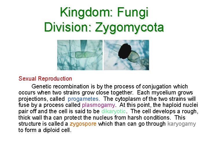 Kingdom: Fungi Division: Zygomycota Sexual Reproduction Genetic recombination is by the process of conjugation Kingdom: Fungi Division: Zygomycota Sexual Reproduction Genetic recombination is by the process of conjugation