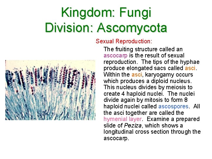 Kingdom: Fungi Division: Ascomycota Sexual Reproduction: The fruiting structure called an ascocarp is the Kingdom: Fungi Division: Ascomycota Sexual Reproduction: The fruiting structure called an ascocarp is the