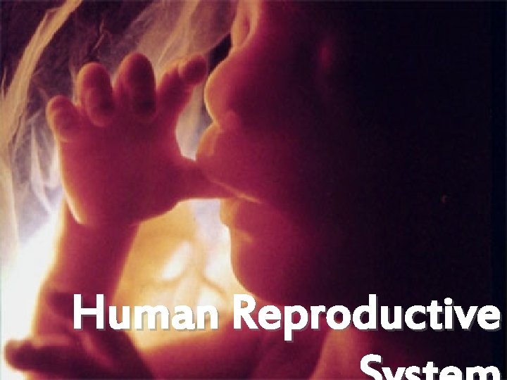 Human Reproductive 