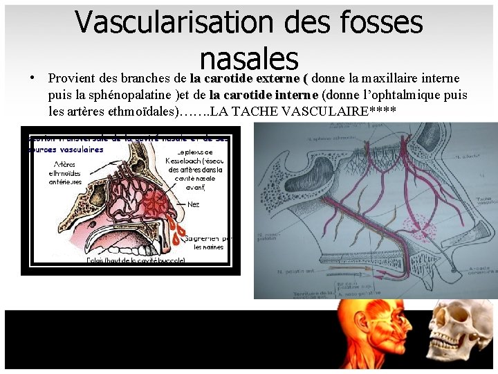  • Vascularisation des fosses nasales Provient des branches de la carotide externe (