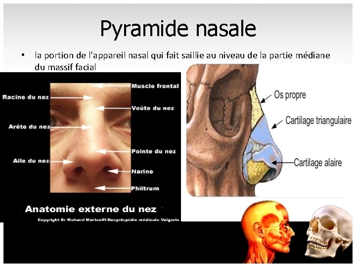 Pyramide nasale • la portion de l’appareil nasal qui fait saillie au niveau de