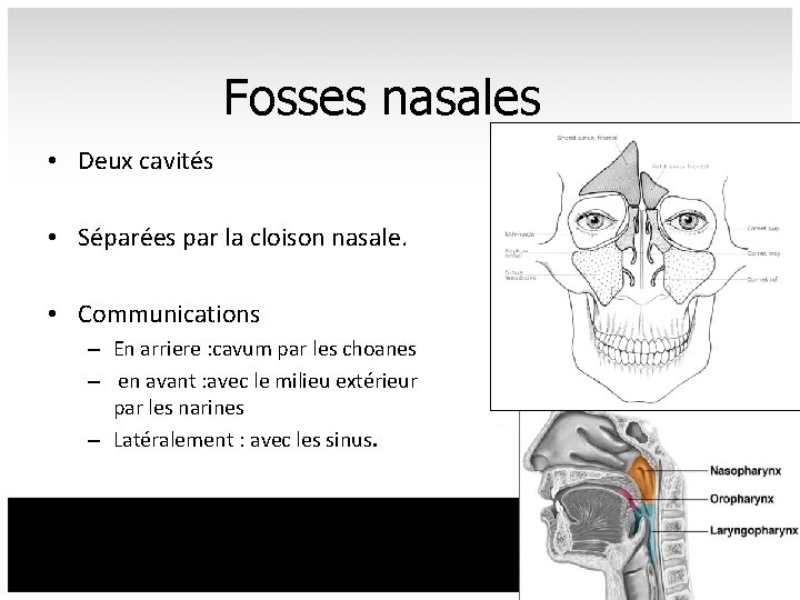 Fosses nasales • Deux cavités • Séparées par la cloison nasale. • Communications –