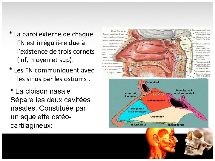 * La paroi externe de chaque FN est irrégulière due à l’existence de trois