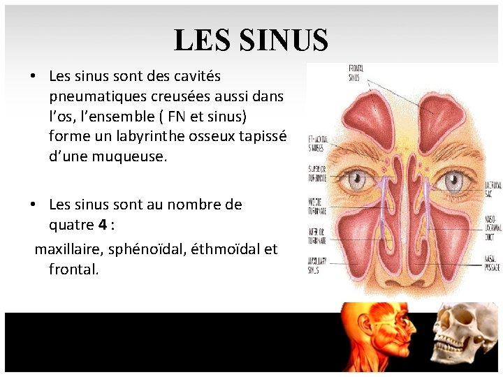 LES SINUS • Les sinus sont des cavités pneumatiques creusées aussi dans l’os, l’ensemble