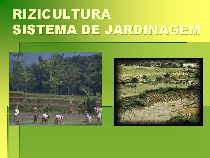 RIZICULTURA SISTEMA DE JARDINAGEM 